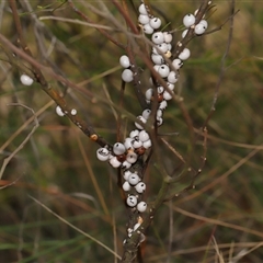 Cryptes baccatus at Hackett, ACT - 5 Oct 2024 12:28 PM