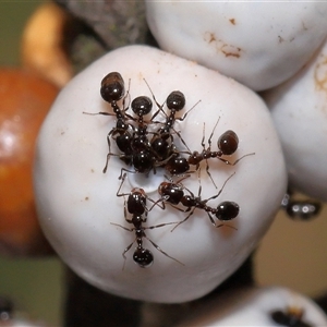 Monomorium sp. (genus) at Hackett, ACT - 5 Oct 2024