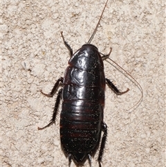Unverified Cockroach (Blattodea, several families) at Throsby, ACT - 25 Jul 2024 by TimL