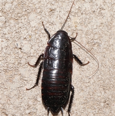 Unverified Cockroach (Blattodea, several families) at Throsby, ACT - 25 Jul 2024 by TimL