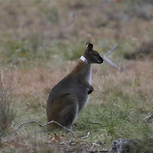 Notamacropus rufogriseus at Forde, ACT - 9 Jul 2024