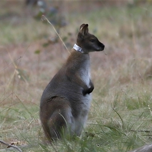 Notamacropus rufogriseus at Forde, ACT - 9 Jul 2024 02:10 PM