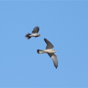 Falco cenchroides at Throsby, ACT - 28 Jun 2024