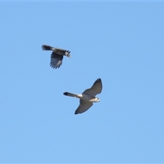 Falco cenchroides at Throsby, ACT - 28 Jun 2024