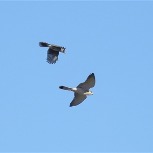 Falco cenchroides at Throsby, ACT - 28 Jun 2024