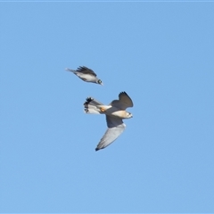 Falco cenchroides at Throsby, ACT - 28 Jun 2024