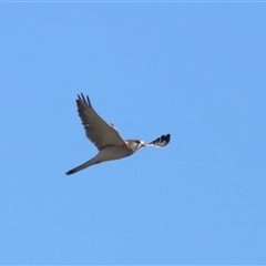 Falco cenchroides at Throsby, ACT - 28 Jun 2024 03:19 PM