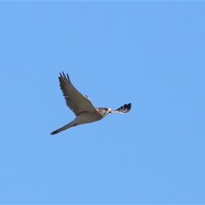 Falco cenchroides at Throsby, ACT - 28 Jun 2024