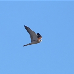 Falco cenchroides at Throsby, ACT - 28 Jun 2024