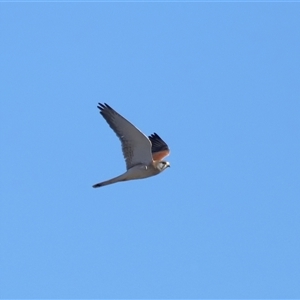 Falco cenchroides at Throsby, ACT - 28 Jun 2024