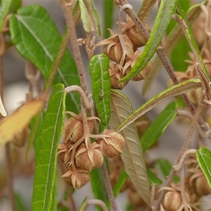 Lasiopetalum ferrugineum var. ferrugineum at Colo Vale, NSW by Curiosity