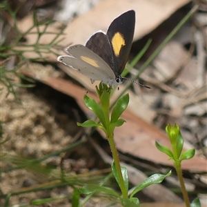 Candalides xanthospilos at Colo Vale, NSW - 4 Oct 2024