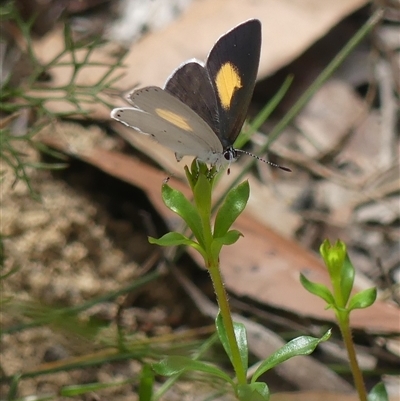 Candalides xanthospilos (Yellow-spotted Blue) at Colo Vale, NSW - 4 Oct 2024 by Curiosity