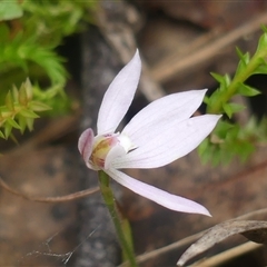 Caladenia fuscata at Colo Vale, NSW - 4 Oct 2024 by Curiosity