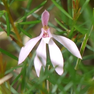 Caladenia carnea at Colo Vale, NSW - suppressed