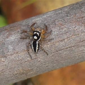 Jotus sp. (genus) at Colo Vale, NSW by Curiosity