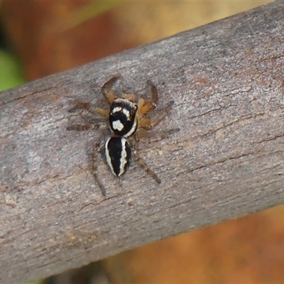 Jotus sp. (genus) at Colo Vale, NSW - 4 Oct 2024 by Curiosity