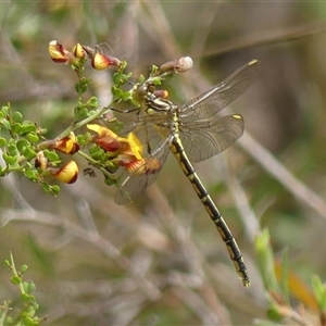 Austrogomphus guerini at Colo Vale, NSW - 4 Oct 2024