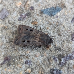 Agrotis infusa (Bogong Moth, Common Cutworm) at Holder, ACT - 11 Oct 2024 by Miranda