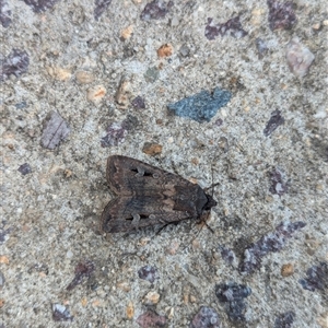 Agrotis infusa at Holder, ACT - 11 Oct 2024 02:49 PM