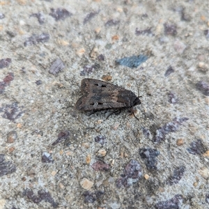 Agrotis infusa at Holder, ACT - 11 Oct 2024