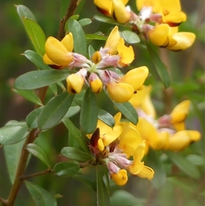 Pultenaea daphnoides (Large-leaf Bush-pea) at Colo Vale, NSW by Curiosity