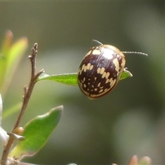 Paropsis pictipennis (Tea-tree button beetle) at Colo Vale, NSW - 4 Oct 2024 by Curiosity