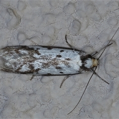 Philobota lysizona (A concealer moth) at Ainslie, ACT - 8 Oct 2024 by jb2602