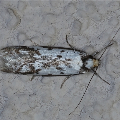 Philobota lysizona (A concealer moth) at Ainslie, ACT - 8 Oct 2024 by jb2602