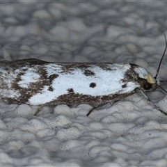 Philobota lysizona at Ainslie, ACT - 8 Oct 2024