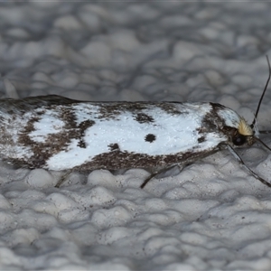 Philobota lysizona at Ainslie, ACT - 8 Oct 2024