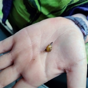 Helicarion cuvieri (A Semi-slug) at Robertson, NSW by Baronia