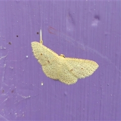 Epicyme rubropunctaria (Red-spotted Delicate) at Captains Flat, NSW - 12 Oct 2024 by Csteele4