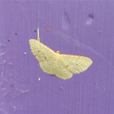 Epicyme rubropunctaria (Red-spotted Delicate) at Captains Flat, NSW - 11 Oct 2024 by Csteele4