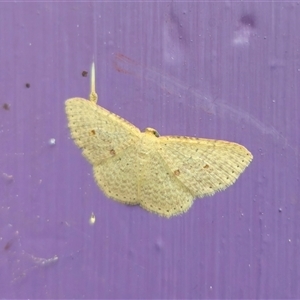 Epicyme rubropunctaria at Captains Flat, NSW - 12 Oct 2024