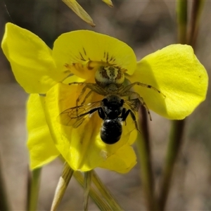 Australomisidia rosea at Bungendore, NSW - suppressed