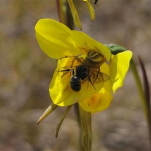 Australomisidia rosea at Bungendore, NSW - suppressed