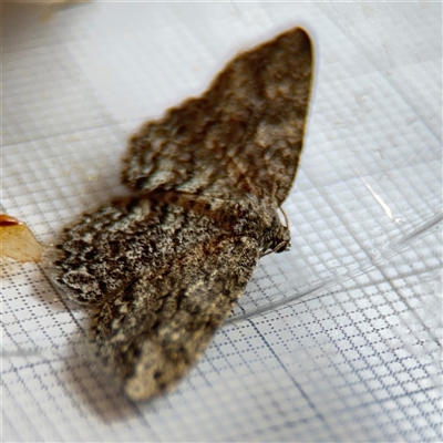 Ectropis (genus) (An engrailed moth) at Braddon, ACT - 11 Oct 2024 by Hejor1