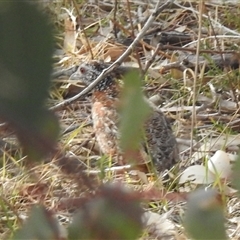 Turnix varius (Painted Buttonquail) at Kambah, ACT - 12 Oct 2024 by HelenCross