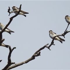 Petrochelidon nigricans (Tree Martin) at Kambah, ACT - 12 Oct 2024 by HelenCross