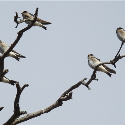 Petrochelidon nigricans (Tree Martin) at Kambah, ACT - 12 Oct 2024 by HelenCross
