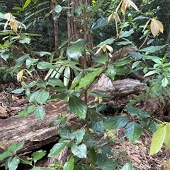 Unidentified Plant at Lorne, NSW - 11 Oct 2024 by Butlinz