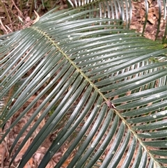 Unidentified Fern or Clubmoss at Lorne, NSW - 11 Oct 2024 by Butlinz