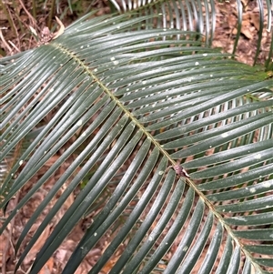 Unidentified Fern or Clubmoss at Lorne, NSW by Butlinz