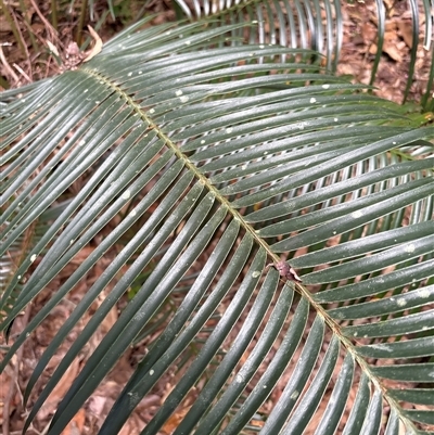 Unidentified Fern or Clubmoss at Lorne, NSW - 11 Oct 2024 by Butlinz