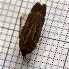 Aproaerema simplexella & isoscelixantha (Australian Soybean Moth (A. simplexella)) at Braddon, ACT - 12 Oct 2024 by Hejor1