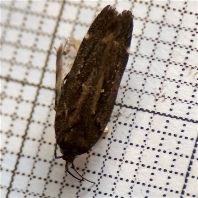 Aproaerema simplexella & isoscelixantha (Australian Soybean Moth (A. simplexella)) at Braddon, ACT - 12 Oct 2024 by Hejor1