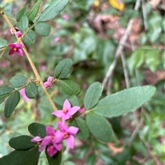Unverified Plant at Lorne, NSW - 12 Oct 2024 by Butlinz