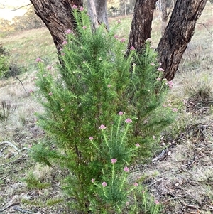 Cassinia aculeata subsp. aculeata at Googong, NSW - 12 Oct 2024