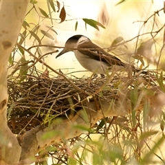 Cracticus torquatus (Grey Butcherbird) at Evatt, ACT - 12 Oct 2024 by Thurstan